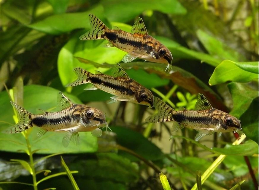 A group of salt and pepper corydoras swimming in an aquarium near aquatic plants