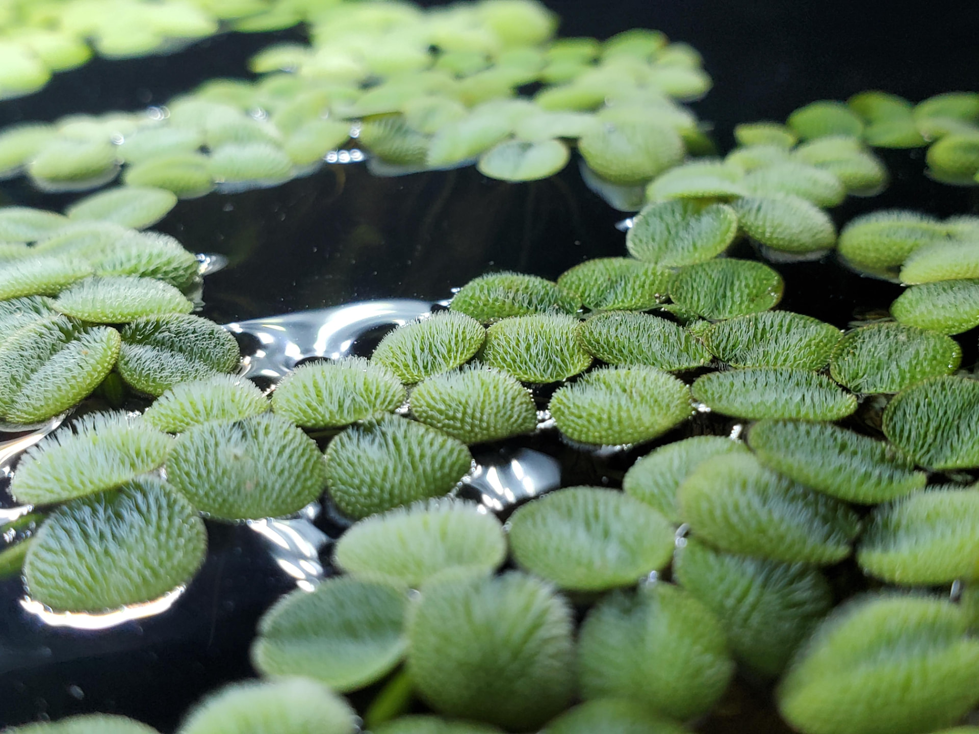 Salvinia minima floating at the surface, showing paired oval leaves covered in fine water-repellent hairs