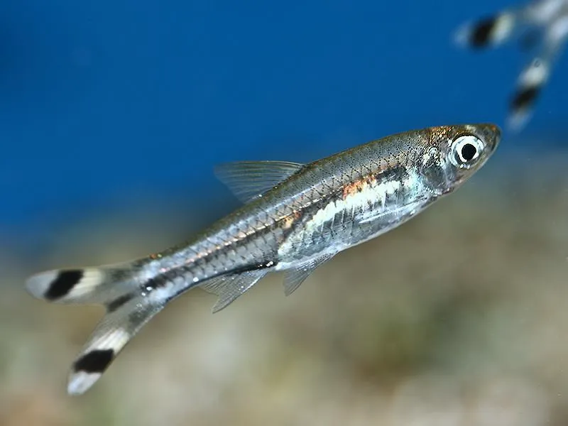Scissortail rasbora swimming in an aquarium
