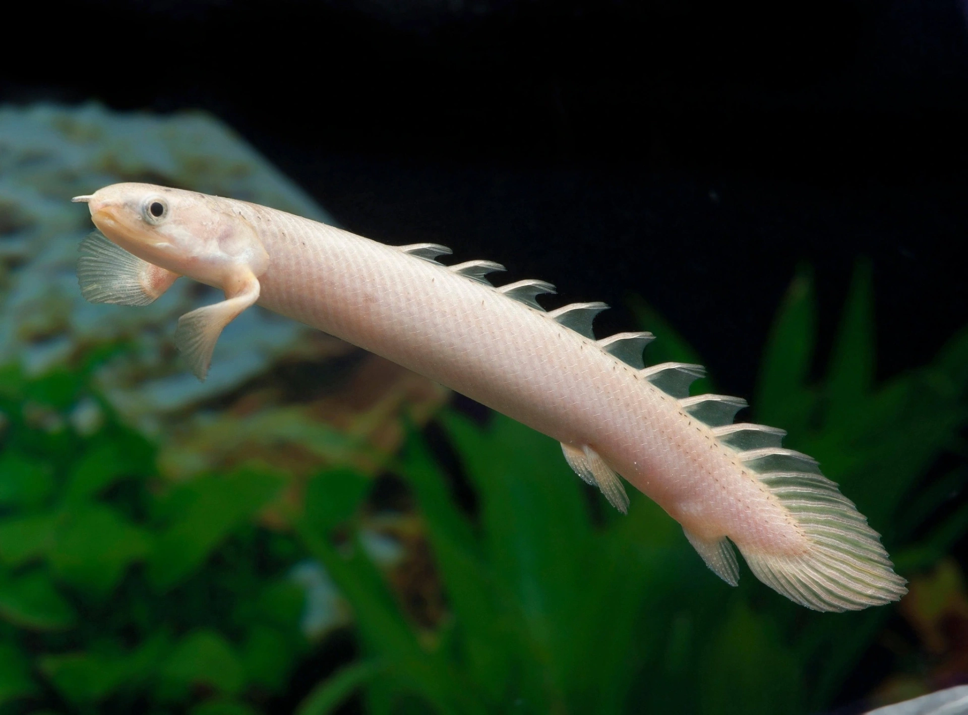 An albino Senegal bichir swimming in an aquarium
