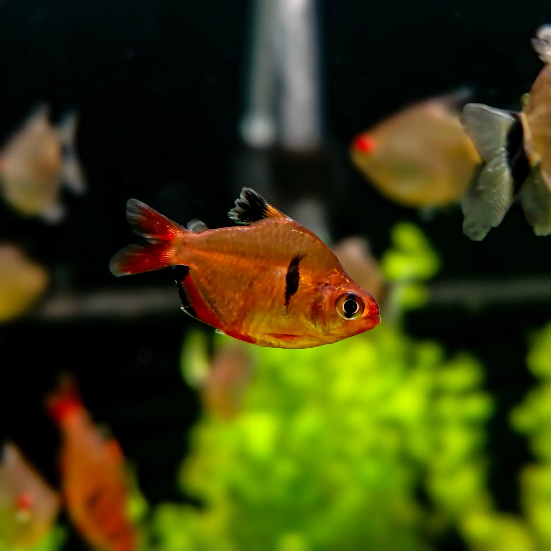 Serpae tetra swimming in an aquarium