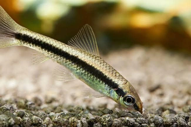 Siamese Algae Eater foraging for food at the bottom of an aquarium