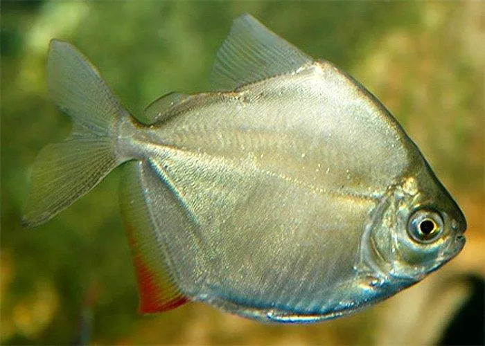 Silver dollar fish swimming in an aquarium