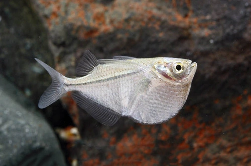 Silver hatchetfish swimming in an aquarium