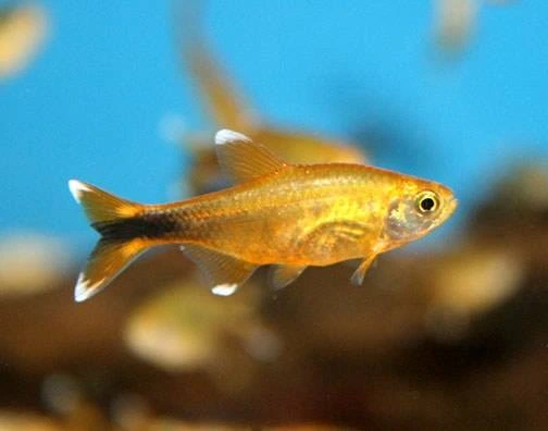 Orange silvertip tetra swimming in a fish tank