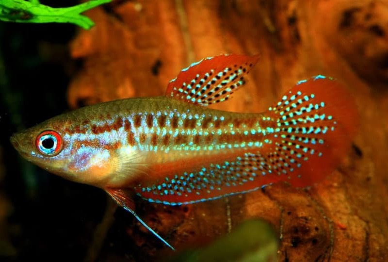 Single sparkling gourami swimming in an aquarium