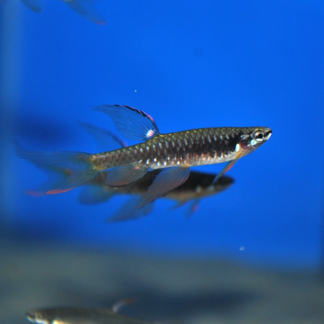 Two splash tetras swimming in an aquarium
