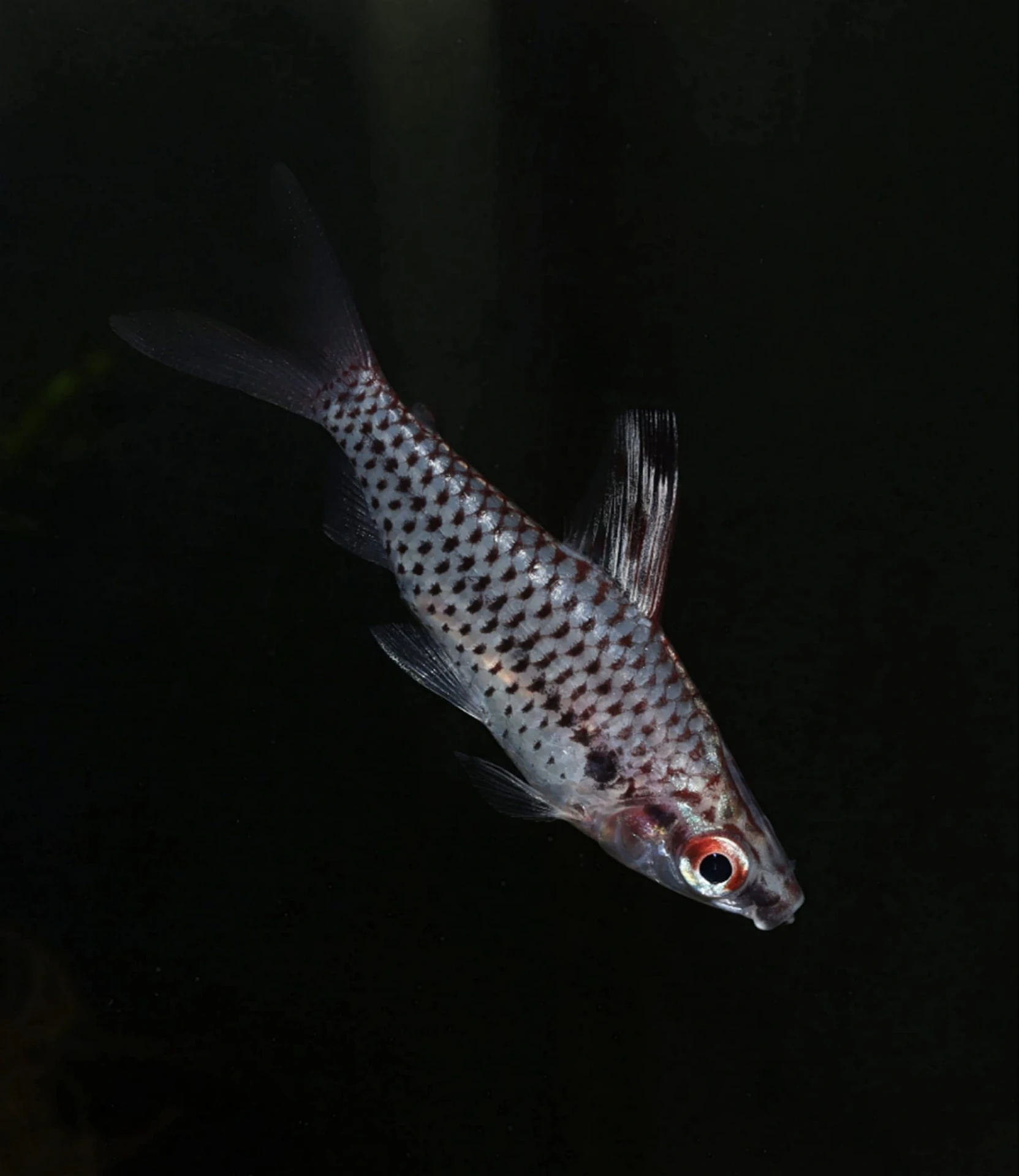 Spotted headstander swimming vertically in an empty aquarium