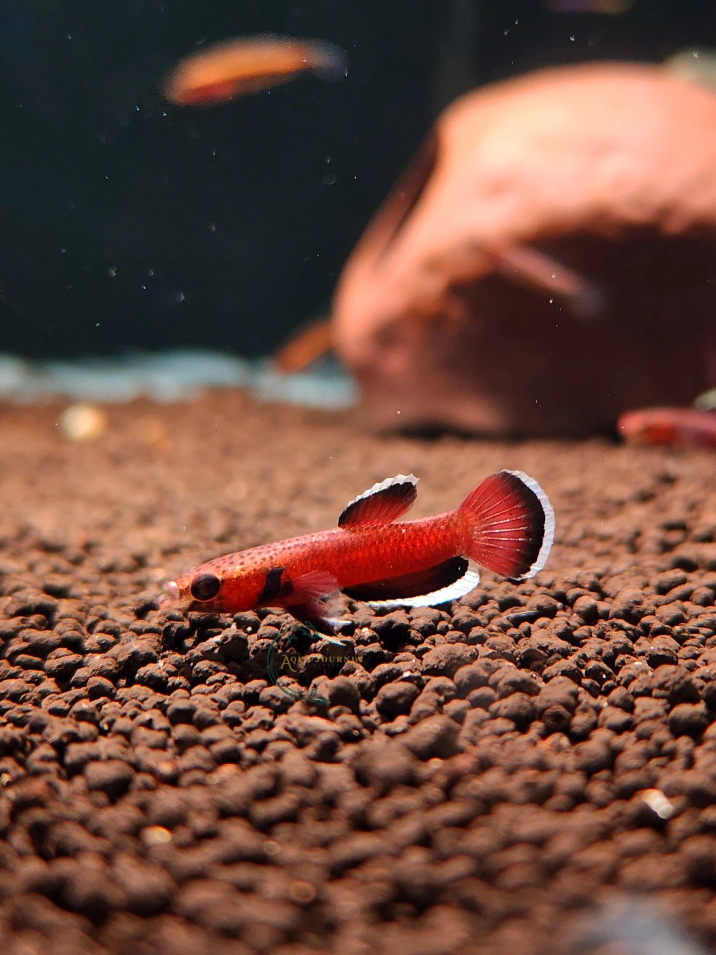 Betta albimarginata swimming near aquarium soil in a planted fish tank