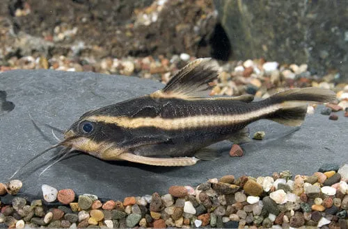 Striped raphael catfish laying on a rock in an aquarium