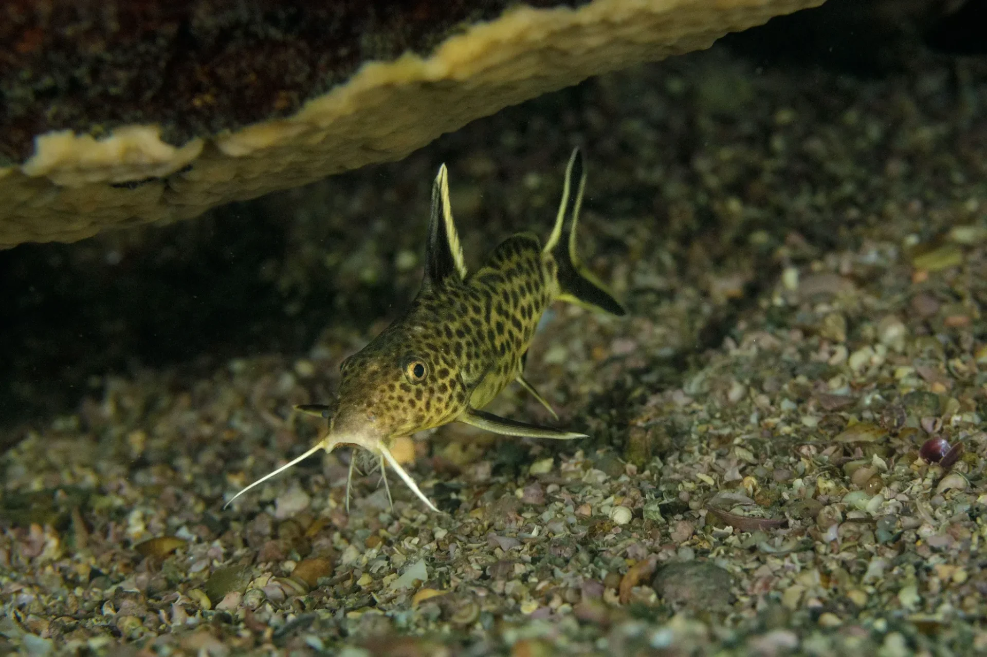 Synodontis petricola swimming near aquarium substrate