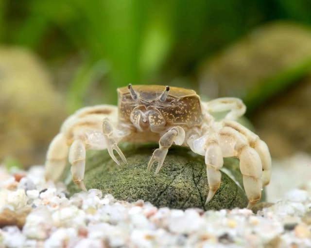 White thai micro crab on an aquarium rock