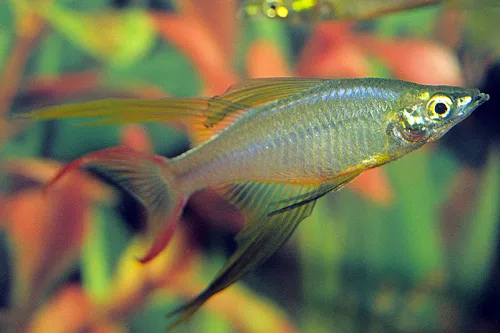 Threadfin rainbowfish swimming in an aquarium