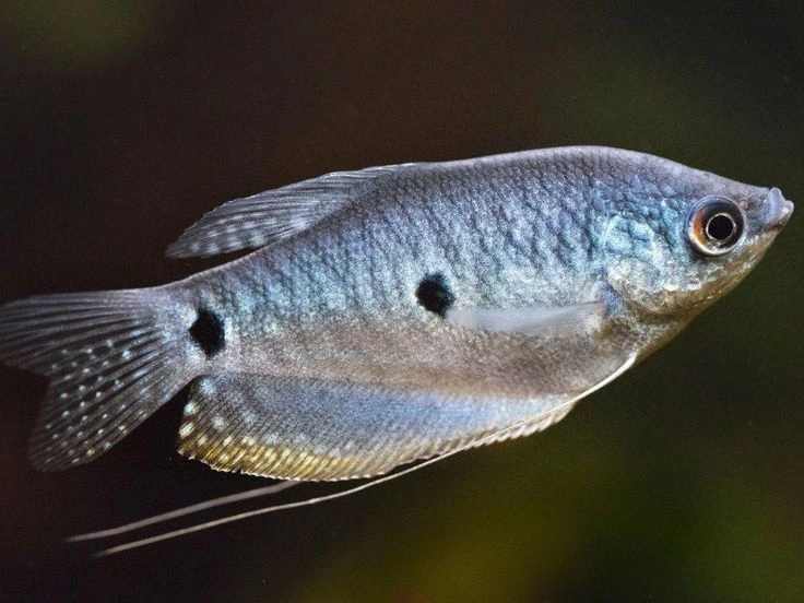 Three spot gourami swimming in an aquarium