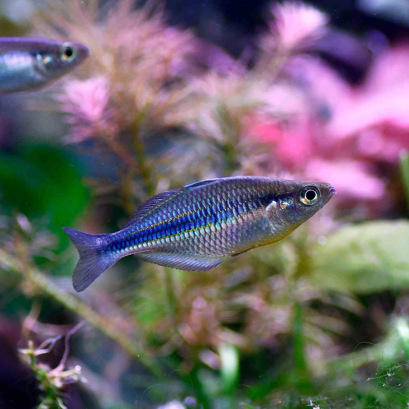 A small group of turquoise rainbowfish swimming in a planted tank