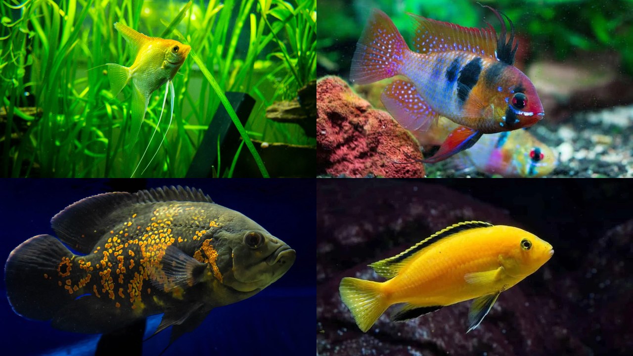 Types of Cichlids: 36 Species by Category