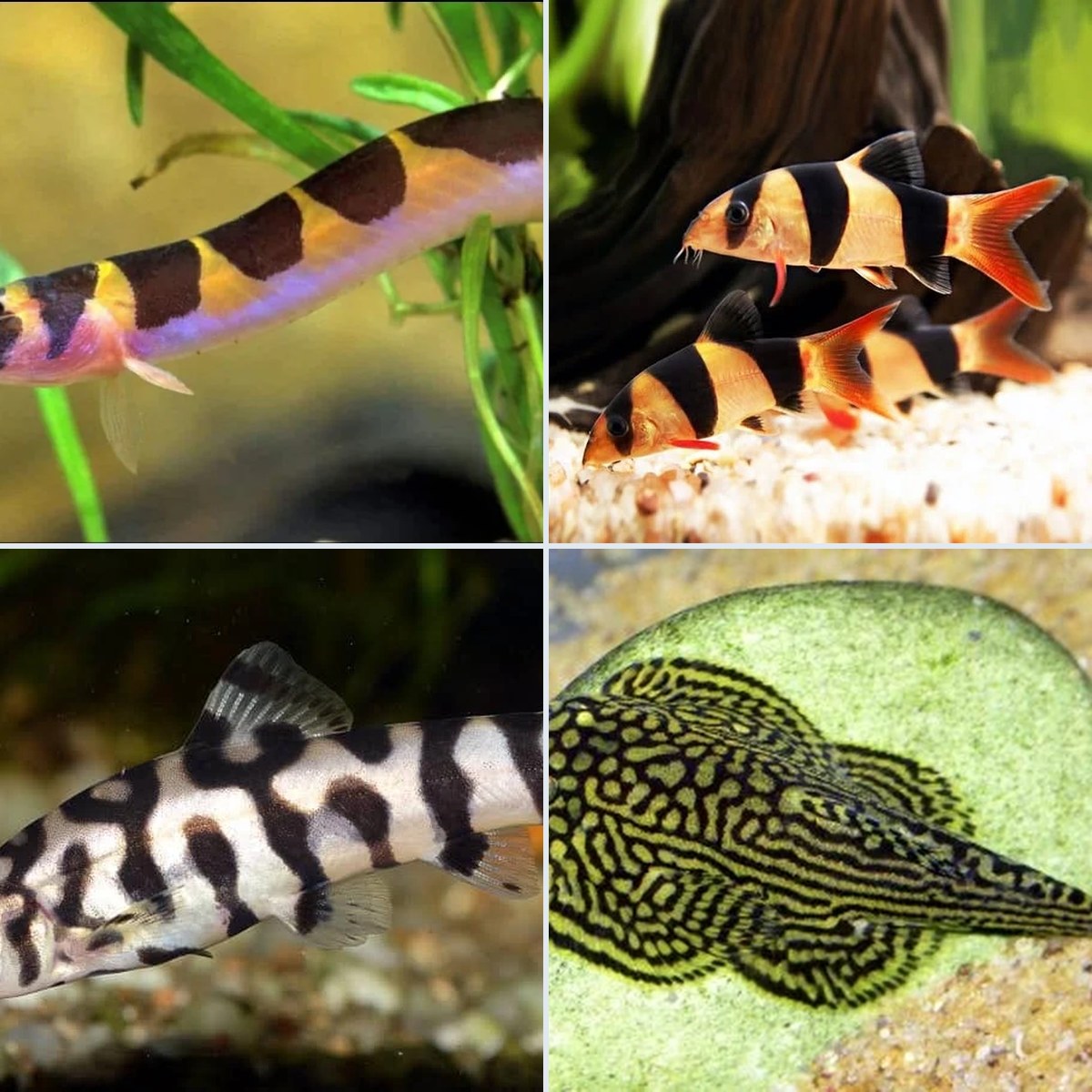 Types of Loaches: 7 Species & Care Needs