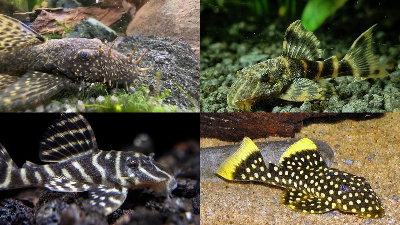 Types of Plecos: 9 Species & Tank Sizes