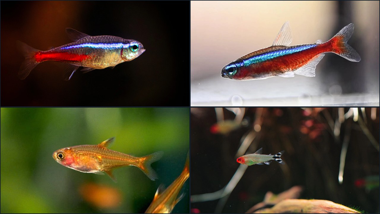 Types of Tetras: 26 Species Compared