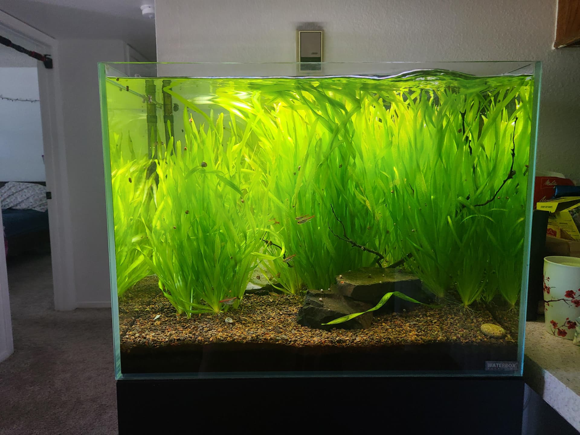 Vallisneria spiralis with long ribbon-like green leaves rising from the substrate at the back of a planted aquarium