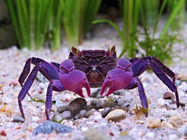 Purple vampire crab at the bottom of a fish tank looking for food