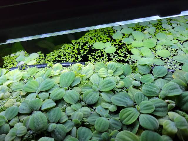 Water lettuce (Pistia stratiotes) floating at the surface, showing a rosette of ribbed, velvety pale-green leaves and a dense root mass below