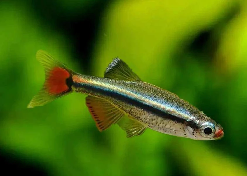 White cloud mountain minnow swimming in an aquarium