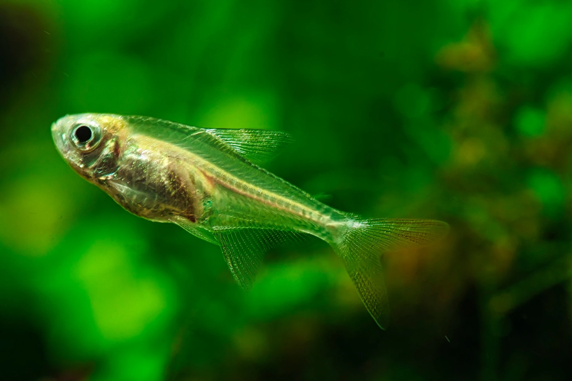 X-ray tetra swimming in an aquarium