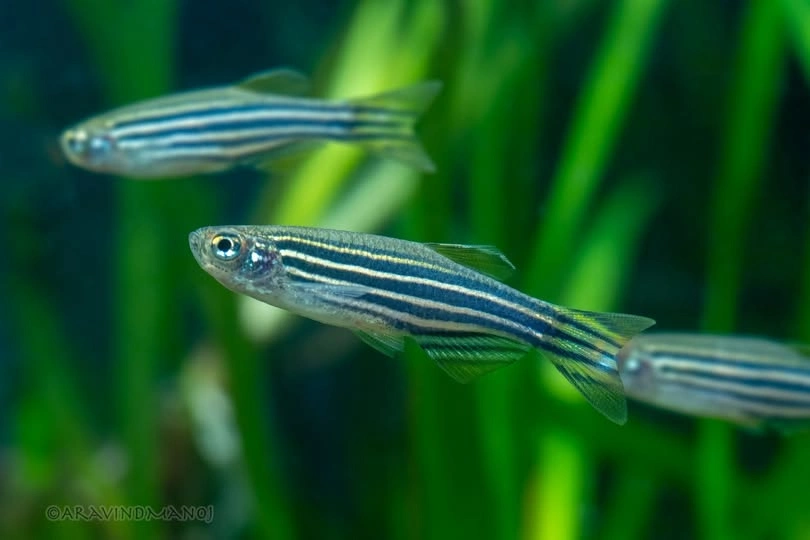 Three Zebra Danios swimming near aquarium plants